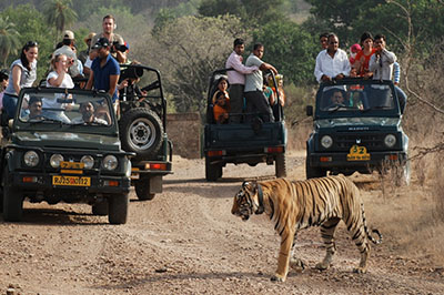jaipur safari
